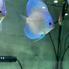 ディスカス　熱帯魚　ブルーダイヤの画像