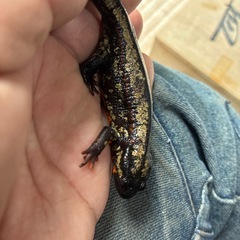 自家繁殖CB個体SSSグレードシリケンイモリメス1匹10000円の画像