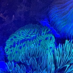 クサビライシの画像