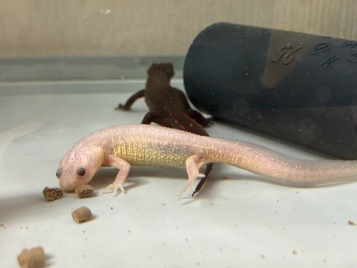 イベリアトゲイモリ　シリケンイモリ　アカハライモリ✖︎2