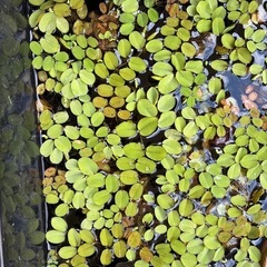 サルビニアククラータ&オオサンショウモ、無農薬の画像
