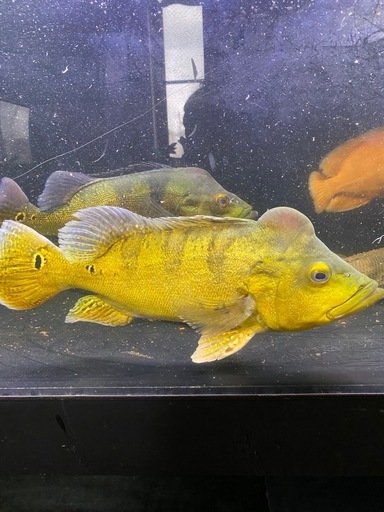 キクラ ケルベリー ゴールデンアイスポット 熱帯魚 淡水魚 約35cm 