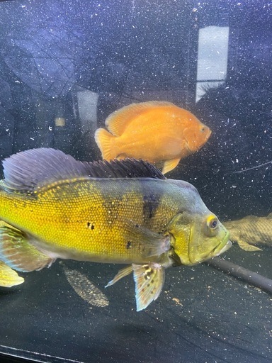 キクラ・ケルベリー約30cm