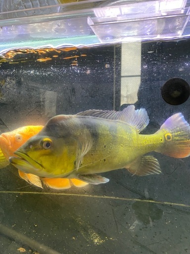 キクラ・ケルベリー約30cm