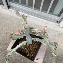 👻ホワイトゴーストの画像