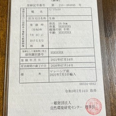 アロワナの画像