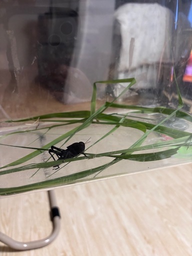 黒いトノサマバッタ