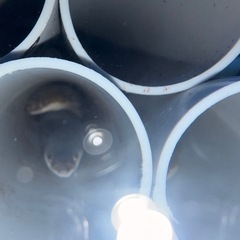 水槽 淡水魚うなぎ セットの画像