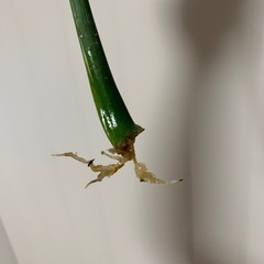 モンステラ　斑入りの画像