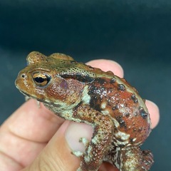 ニホンヒキガエル 1匹 その⑤ ヒキガエル
の画像
