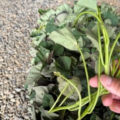 🍠さつまいも🍠サツマイモ🍠安納芋🍠苗🌱20本🍠の画像