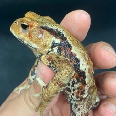 ニホンヒキガエル 1匹 その⑦ ヒキガエルの画像