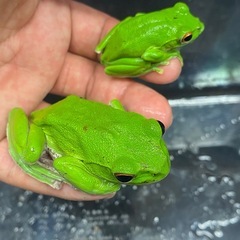 モリアオガエル トリオ ♂♂♀ その②の画像
