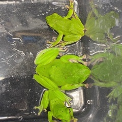 モリアオガエル トリオ ♂♂♀ その②の画像