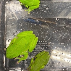 モリアオガエル トリオ ♂♂♀ その②の画像