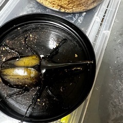 カブトムシ、ヘラクレスオオカブト成虫ペアの画像