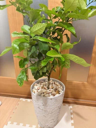 地中海風】レモンの木 鉢付き 約1.2m 観葉植物 地中海風】レモンの木