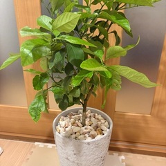 【地中海風】レモンの木 鉢付き 約1.2m 観葉植物の画像
