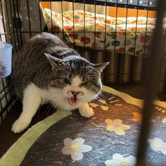 片目のディナちゃん/りんご猫