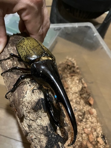 値下げ　140mmUPヘラクレスオオカブトムシ　ペア