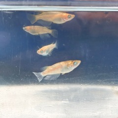 ミラージュの画像