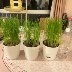 小麦猫草 お譲りします🌱の画像