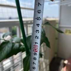 ブルーベリー　　果樹の画像