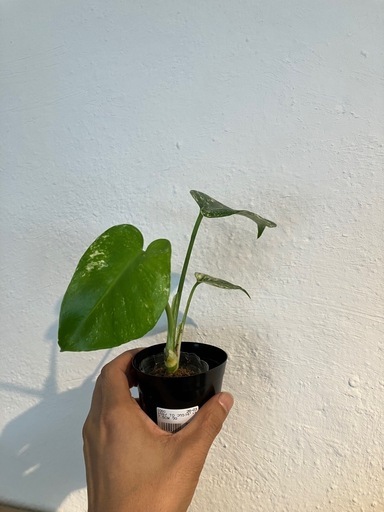モンステラミント①観葉植物