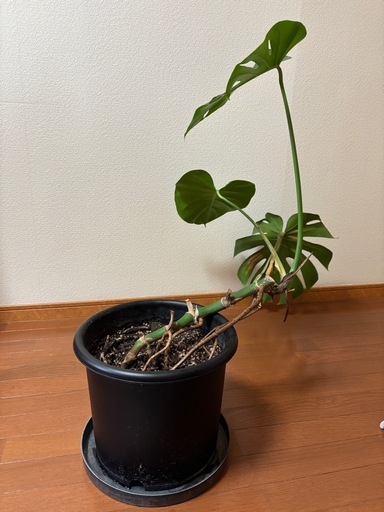 観葉植物　モンステラ　10号