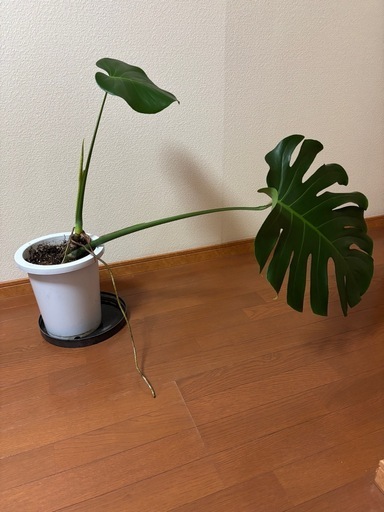 観葉植物　モンステラ　8号