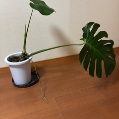 観葉植物　モンステラ　8号の画像