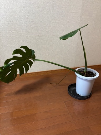 観葉植物　モンステラ　8号