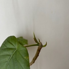 観葉植物　剪定後ウンベラータ約135cmの画像