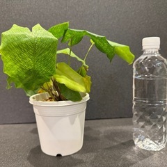 カラテア ムサイカ モザイクの画像