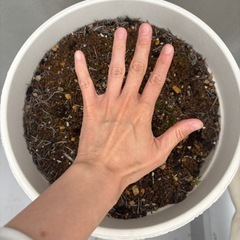 プラスチック鉢植えの画像