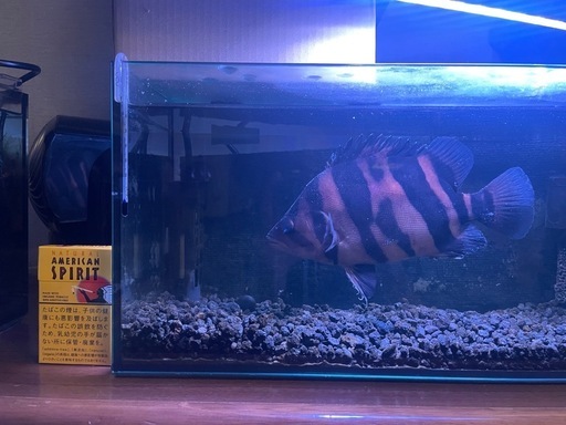 ダトニオ (約23cm)