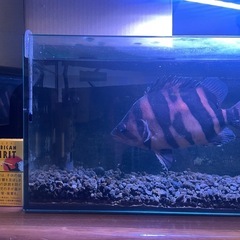 ダトニオ (約23cm)の画像