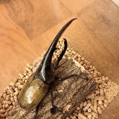 ヘラクレスオオカブト　オス単品156mmUPの画像