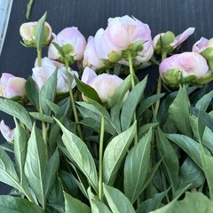 シャクヤク（訳あり）の画像