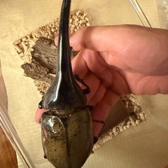 ヘラクレスオオカブトオス単品151ミリ
の画像