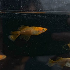 ラスト2  メダカ　竜章鳳姿 　　10匹の画像