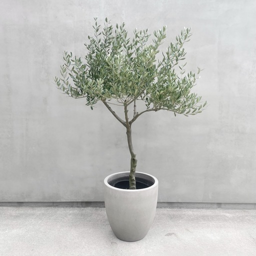 観葉植物 オリーブ