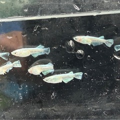 グラディオ10匹　の画像