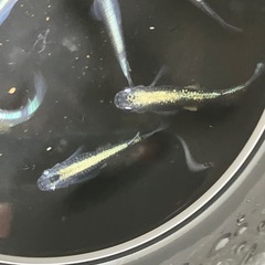 メダカ　黒流星　7匹＋１匹の画像