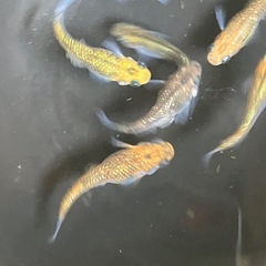 メダカ　宮桜　7匹＋１匹の画像