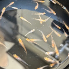 メダカ　三色透明鱗の画像