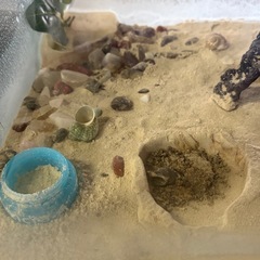オカヤドカリ飼育セット
の画像