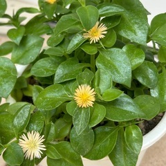 多肉植物 ベビーサンローズ  鉢ごとの画像