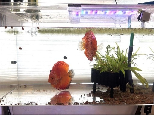 熱帯魚　ディスカス　ペア　60センチアクリル水槽付き※港区まで取りに来てくれる方限定