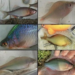 78.日本淡水魚&ガサガサ採集            ✨ラインオープンチャット              メンバー募集中です！ - チャット